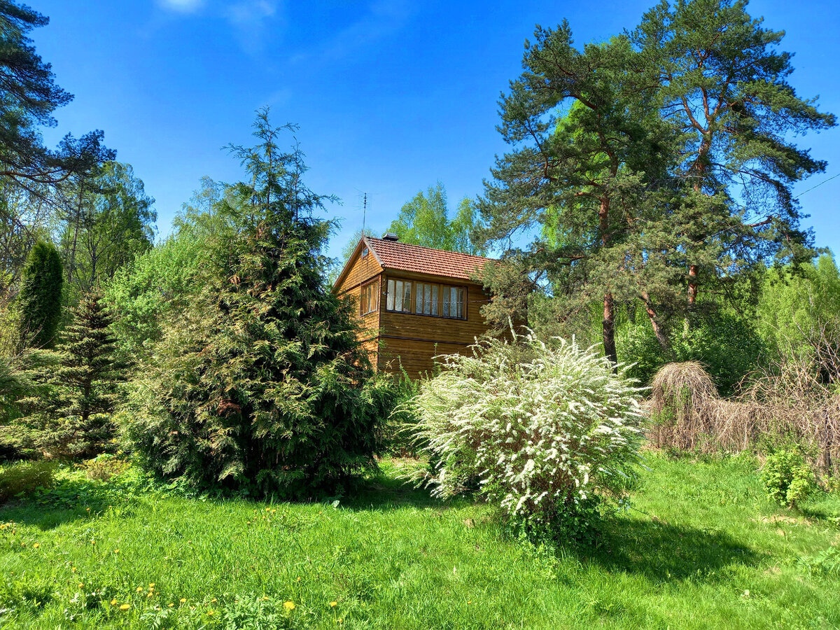 Это у нас в саду... несколько дней назад