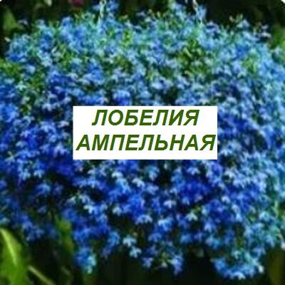 лобелия ампельная выращивание