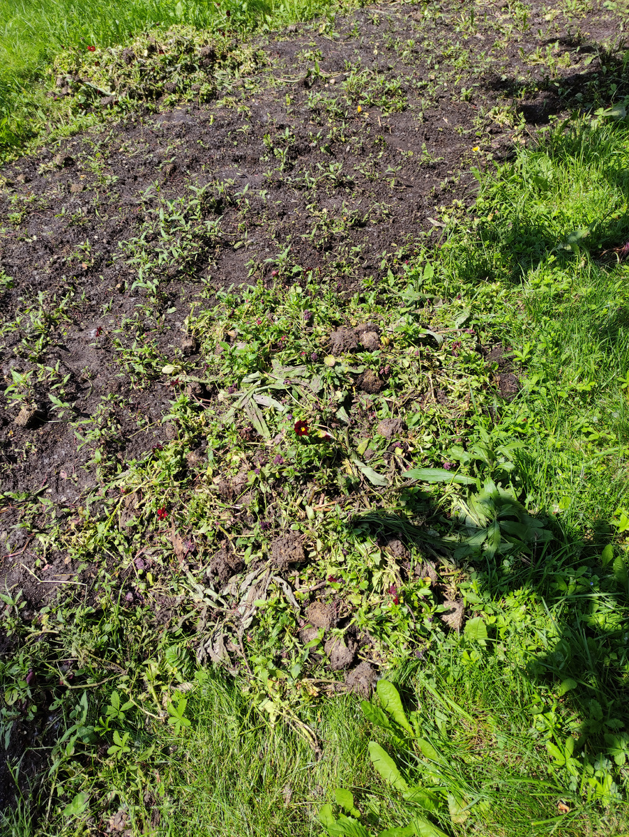 Те самые несчастные анютины глазки