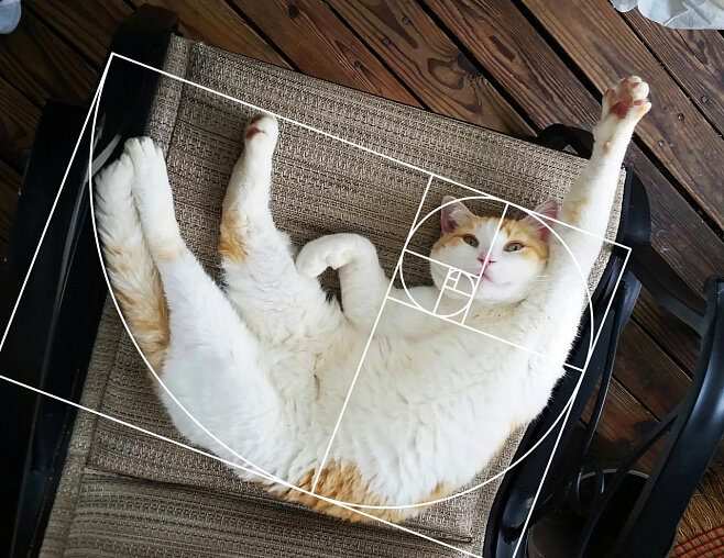 Кошка математика Фото: U / thecheat420, www.reddit.com