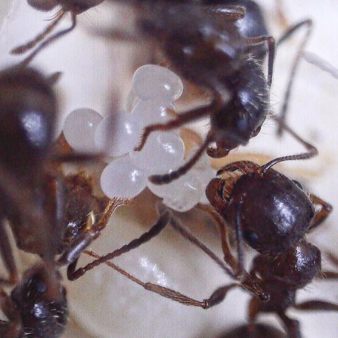 связка яиц муравьев