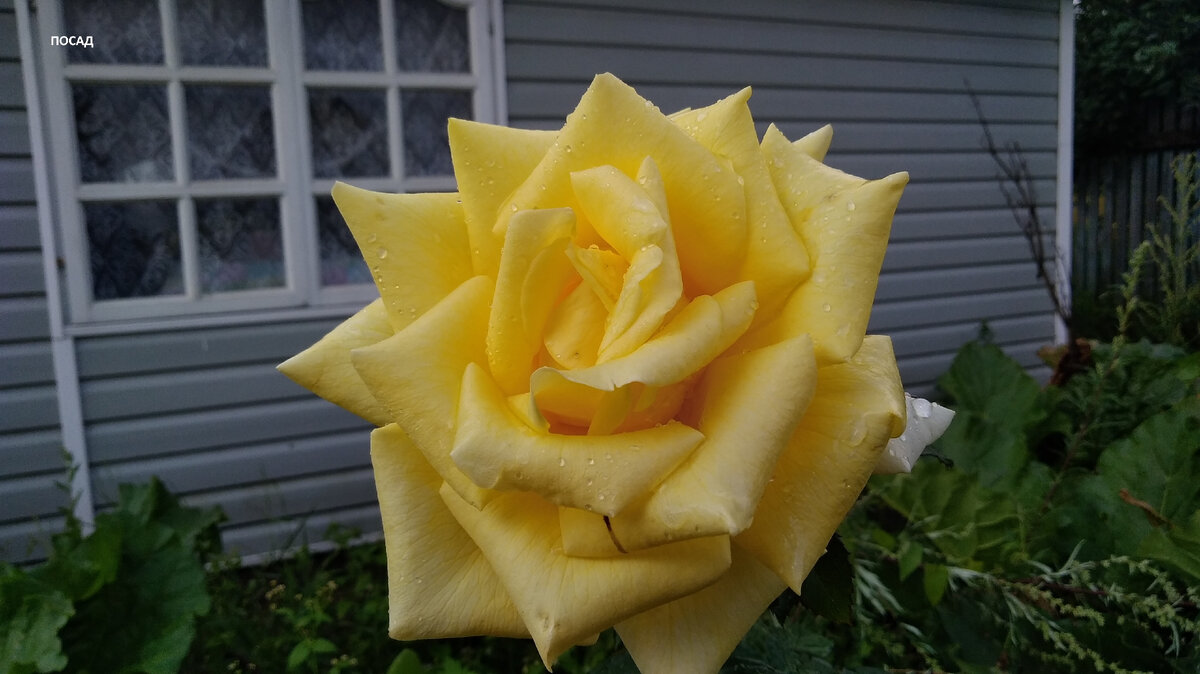 Почему привитые розы нужно укрывать только после похолодания ...