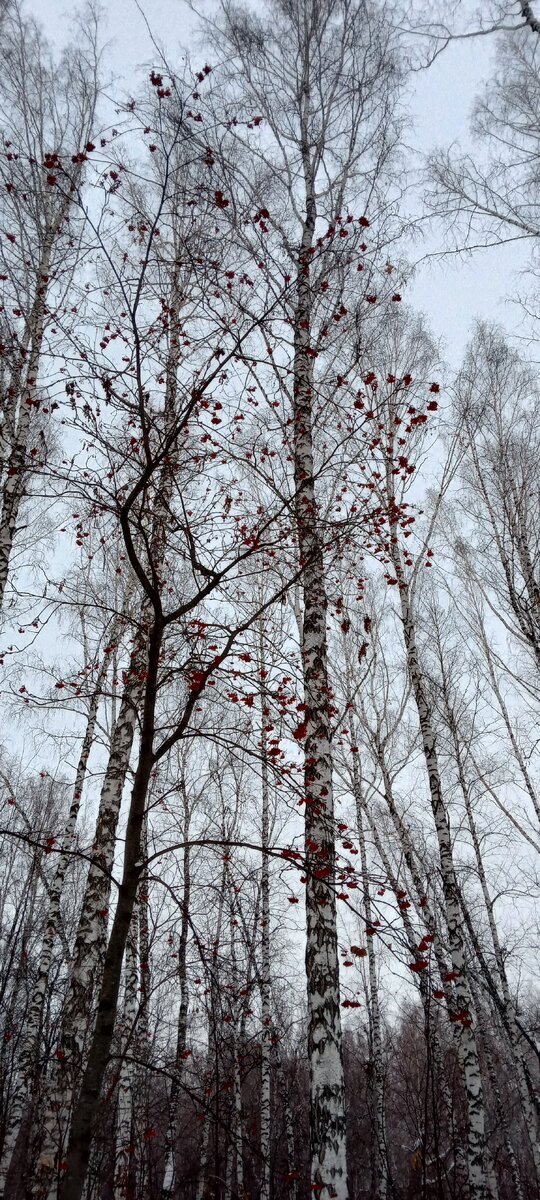 Красота 