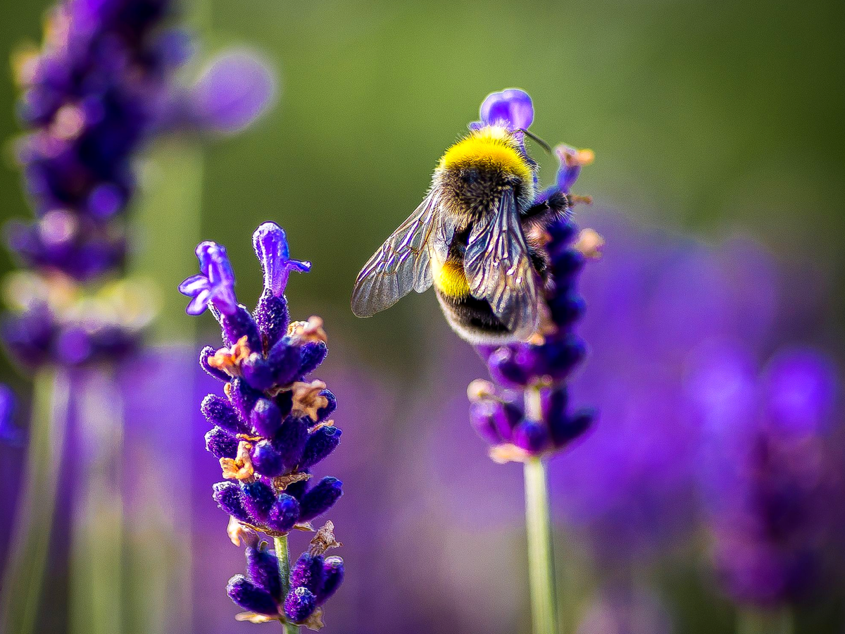 Расти и пчелы. Bee Flower. Spring Flowers Bees.