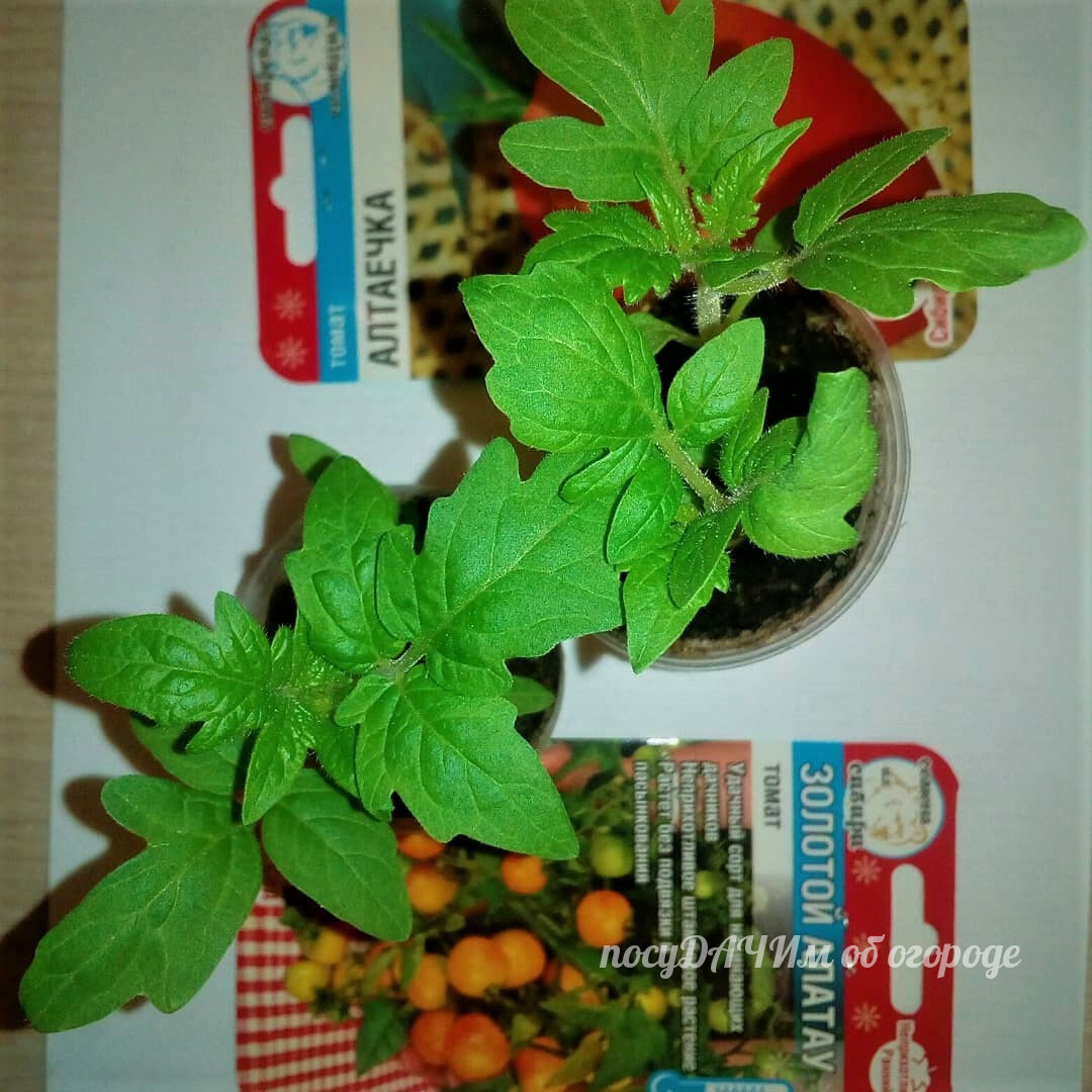 Добротно подкармливать можно на стадии рассады, потом не рекомендуется  