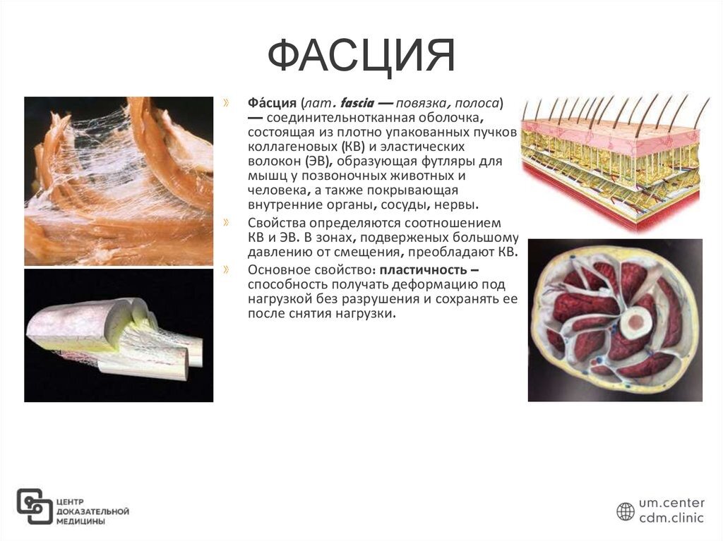 Образует фасции и сухожилия какая ткань. Плотная волокнистая соединительная ткань. Плотная оформленная соединительная ткань поперечный срез сухожилия. Плотная волокнистая неоформленная соединительная ткань гистология. Образует фасции и сухожилия какая ткань.