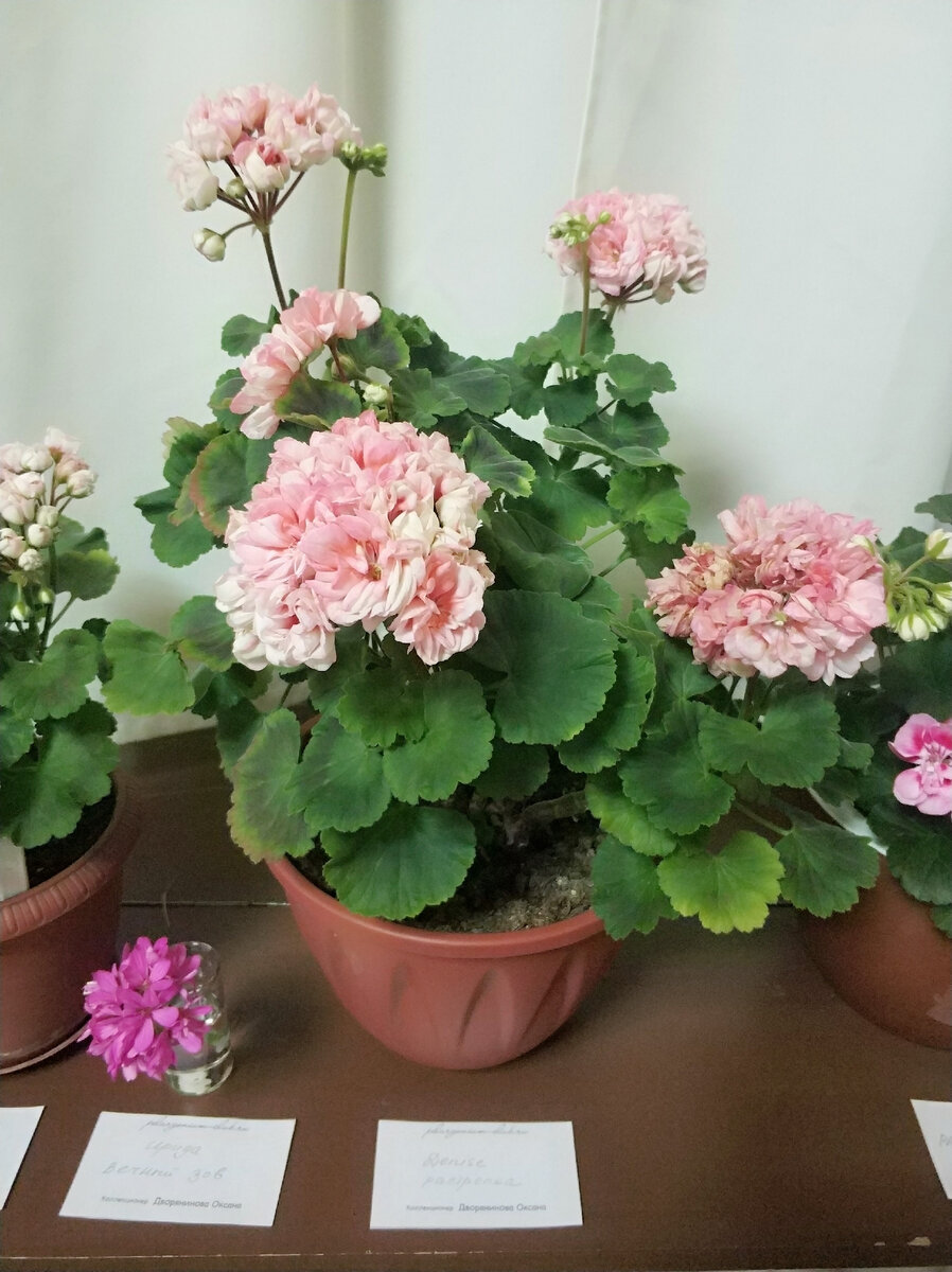 Denise (растрепка) 