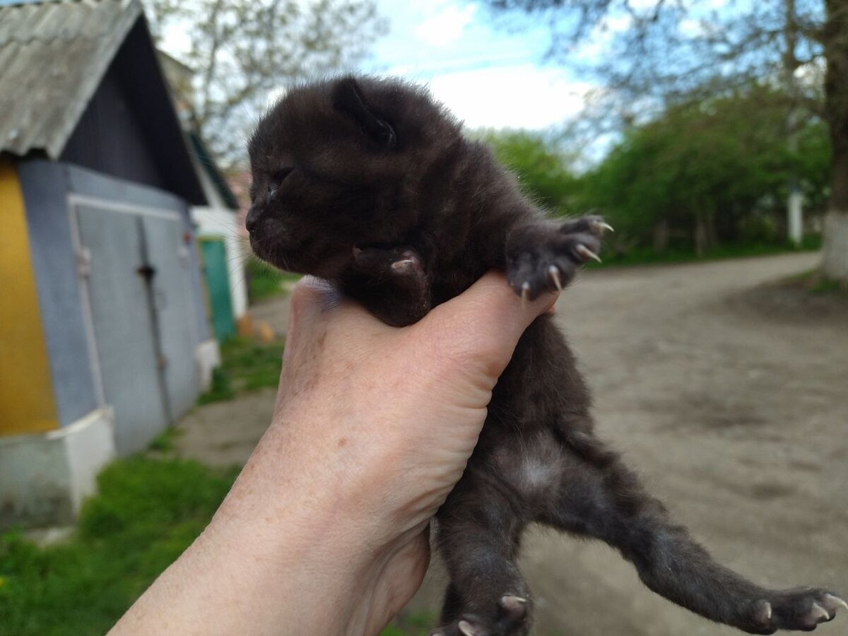 Кажется большим, а на самом деле в ладошке умещается.