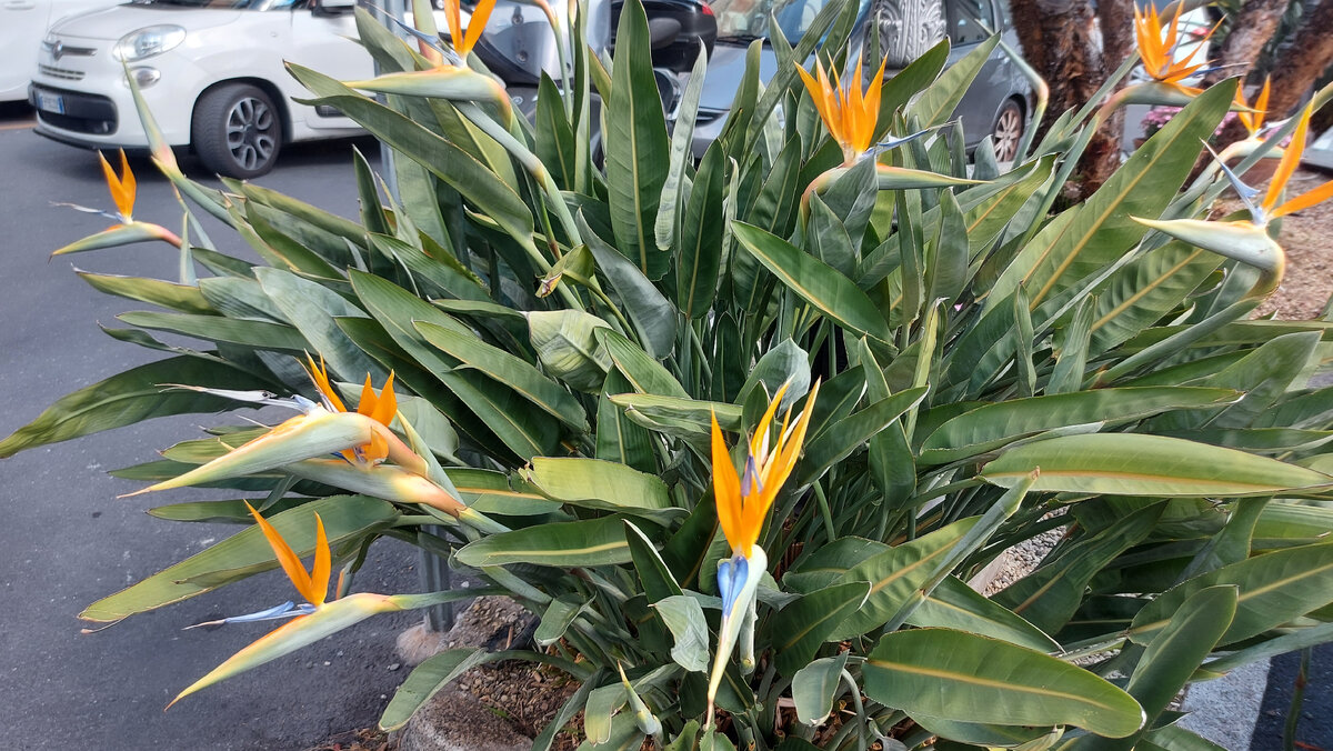 Любимые стрелиции цветут вовсю у здания железнодорожного вокзала, как ромашки какие-то полевые..