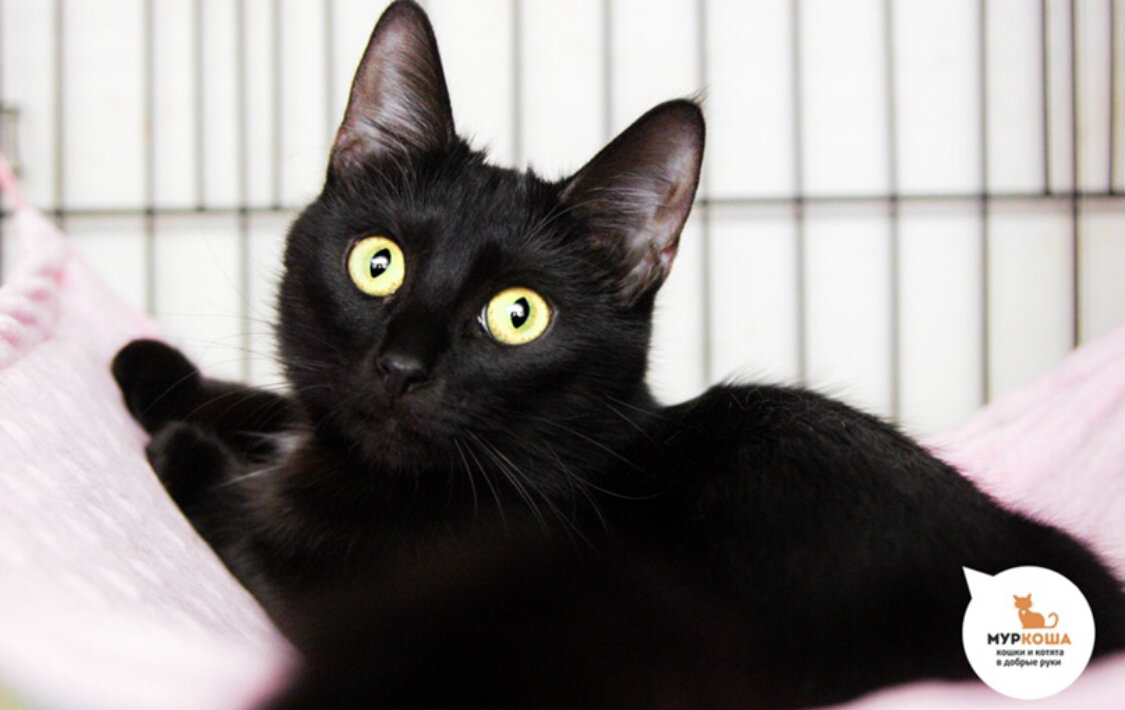 «Я – ваш мистический талисман!»