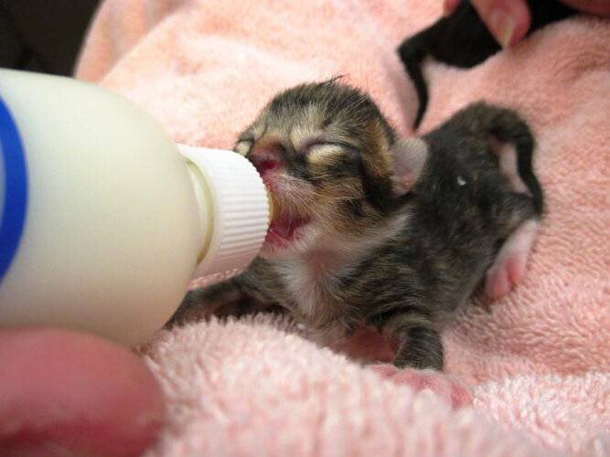 КОРМИТЬ КОТЕНКА НУЖНО ТОЛЬКО НА ЖИВОТЕ!