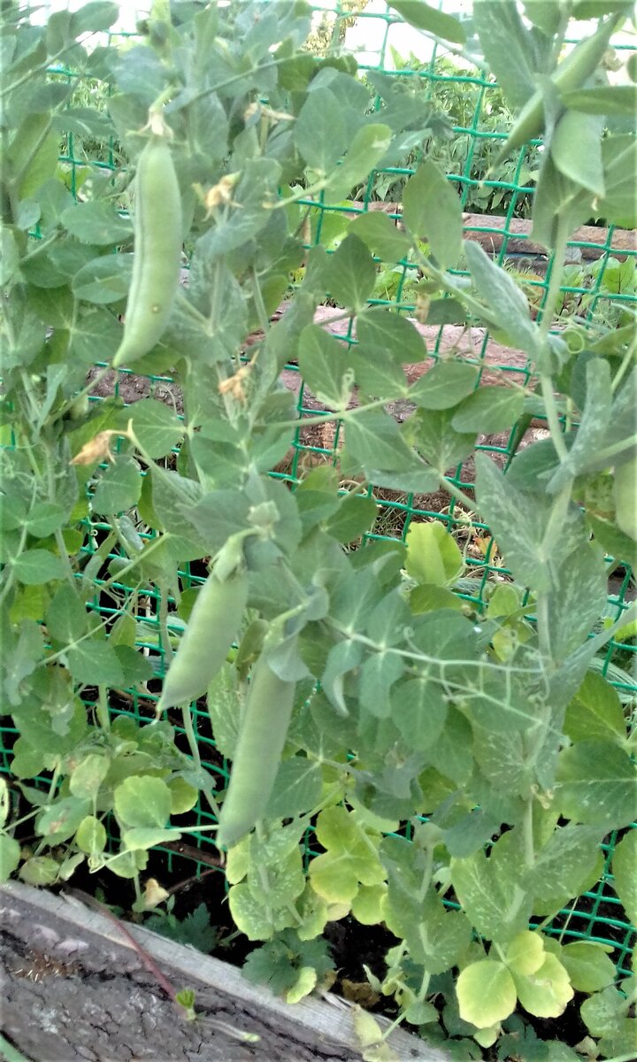 Горошек поливали раз в две недели.