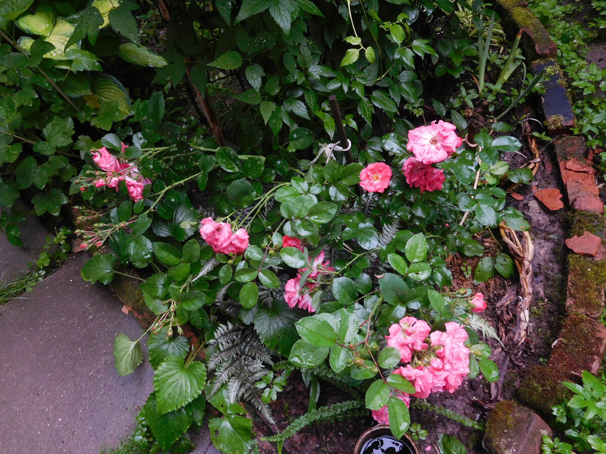 Корал Дрифт побитая ливнем