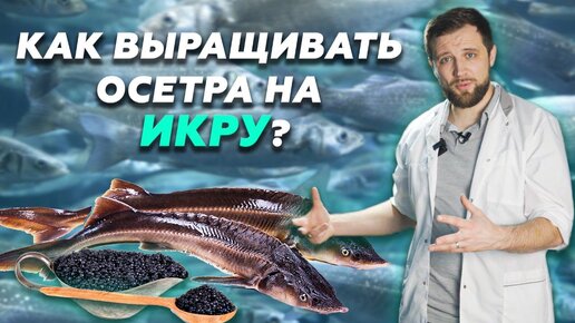 Как приготовить корм для прудовых рыб в домашних условиях?