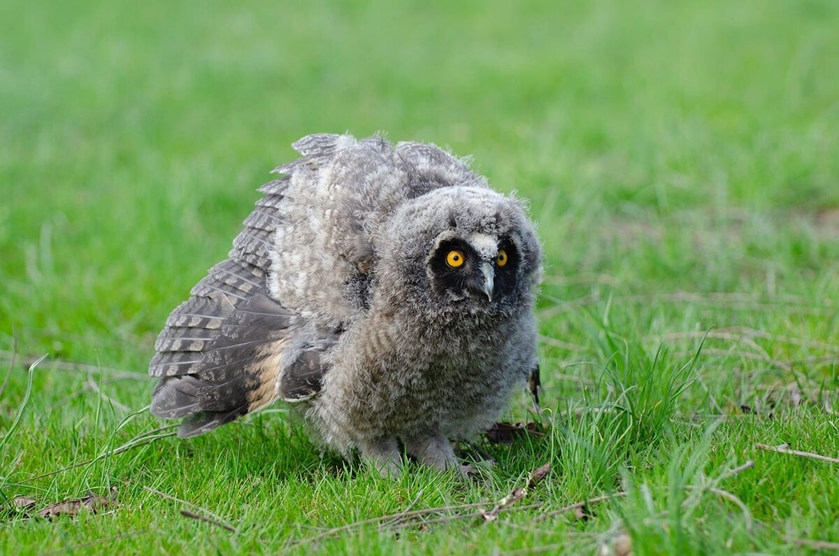 Слеток ушастый совы. Совята покидают гнездо еще покрытие пухом. Они держаться на соседних ветках или спускаются на землю ( откуда легко забираются обратно). Ночью родители прилетают на их писк и кормят вкусными мышами. Не забирайте их из природы!