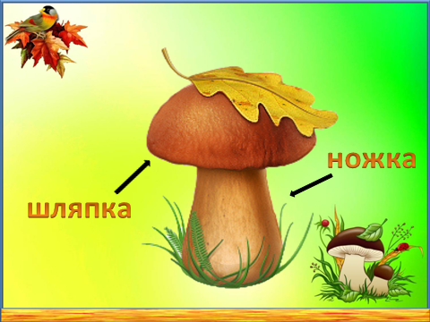 Грибы презентация. Урок грибы 1 класс окружающий мир. Грибы 2 класс окружающий мир. Грибы урок 1 класс. Грибы урок 1 класс.