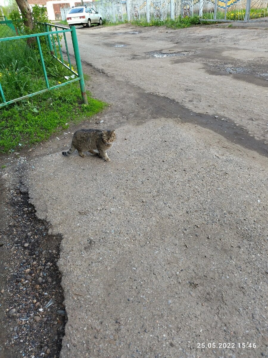 В Нефтекамске принято выбрасывать кошек-подростков и брать новых котяток. Все это происходит с позволения чёрного рынка плодильщиков, которые решили называть себя в нашей стране селекционерами и питомниками.