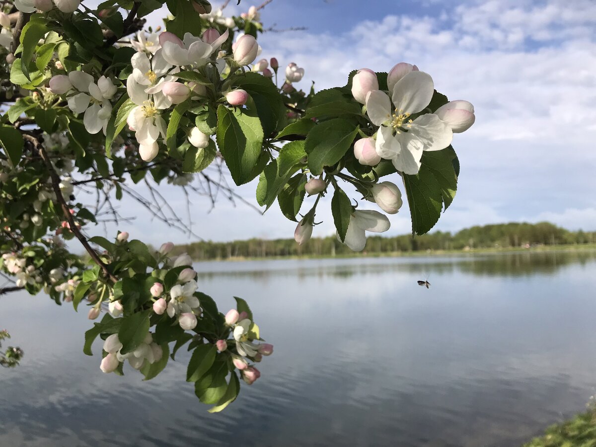 Яблони в цвету, какое чудо