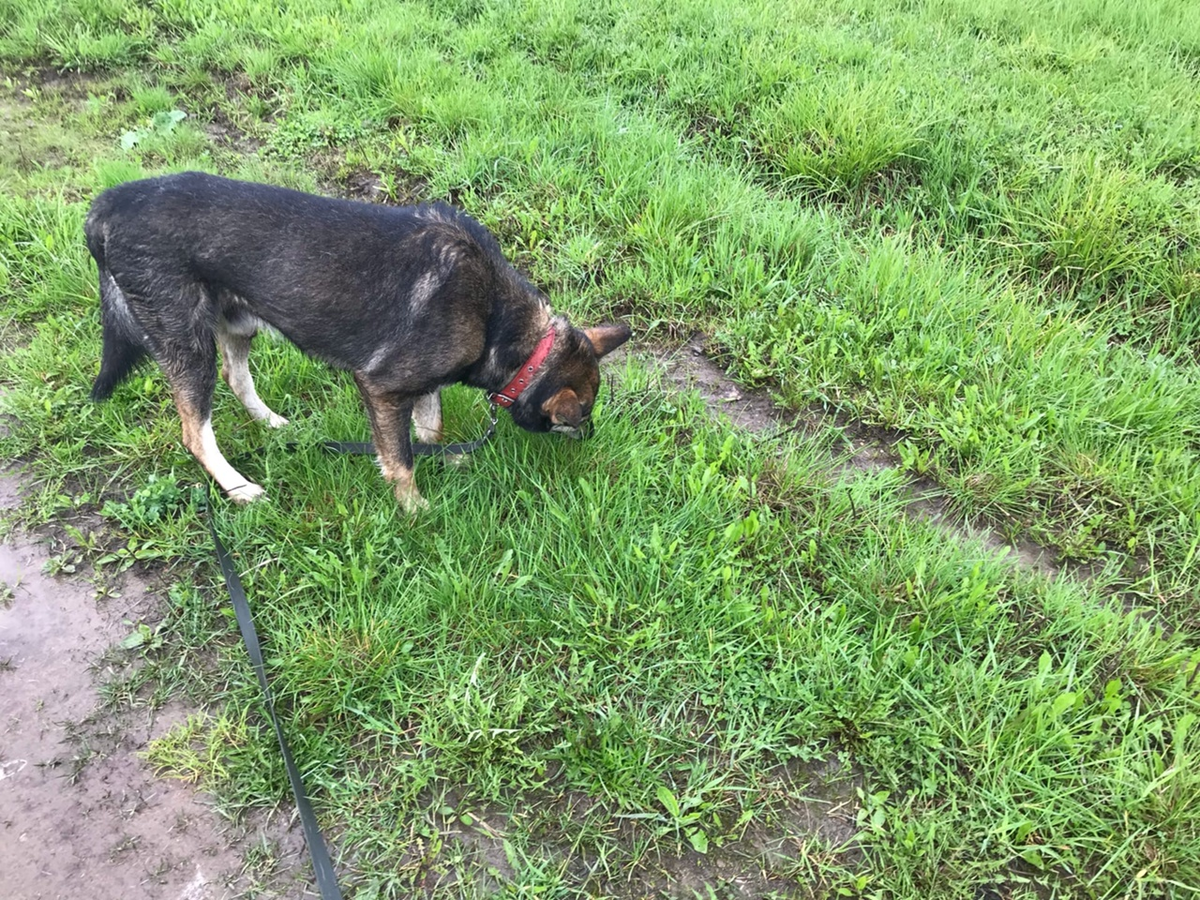 Малыш поедает осоку