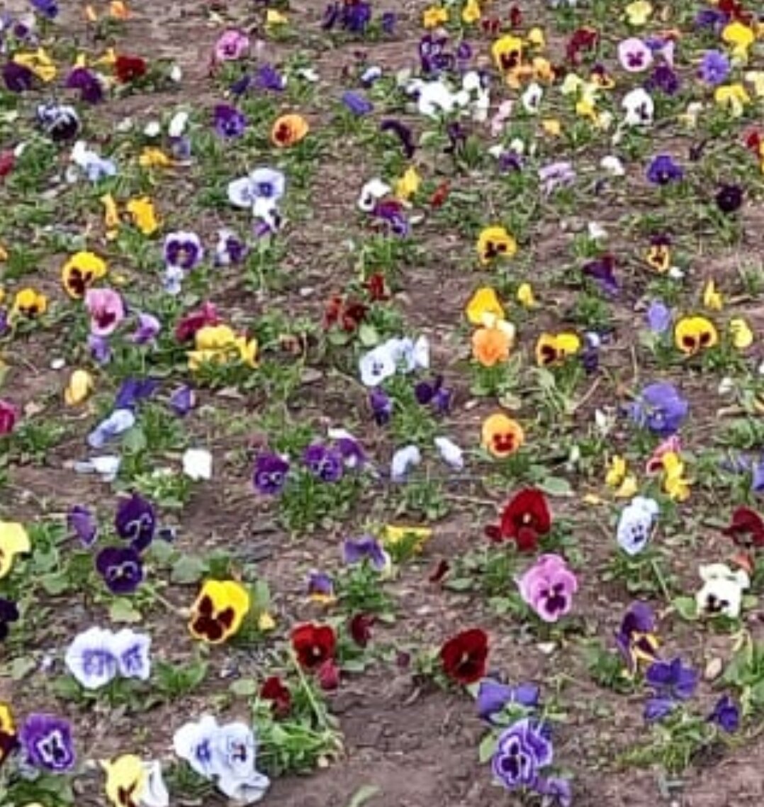 Жизнь у многих пёстрая, как эта клумба