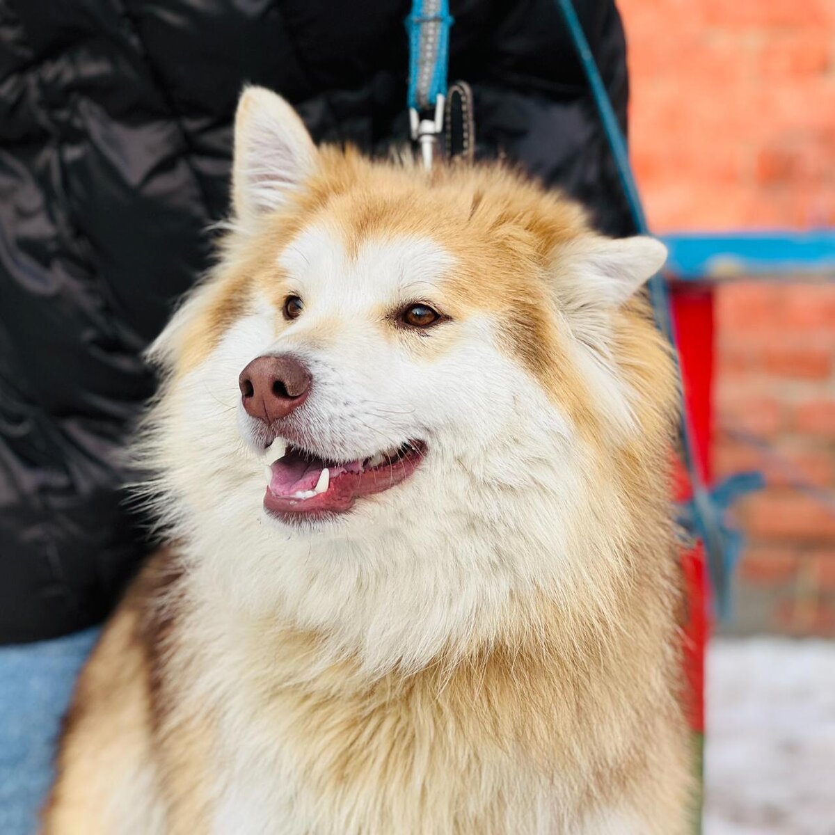 Невероятный Абрикос