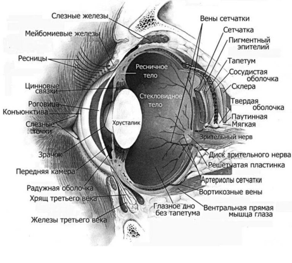 Топографическая анатомия строения глаза