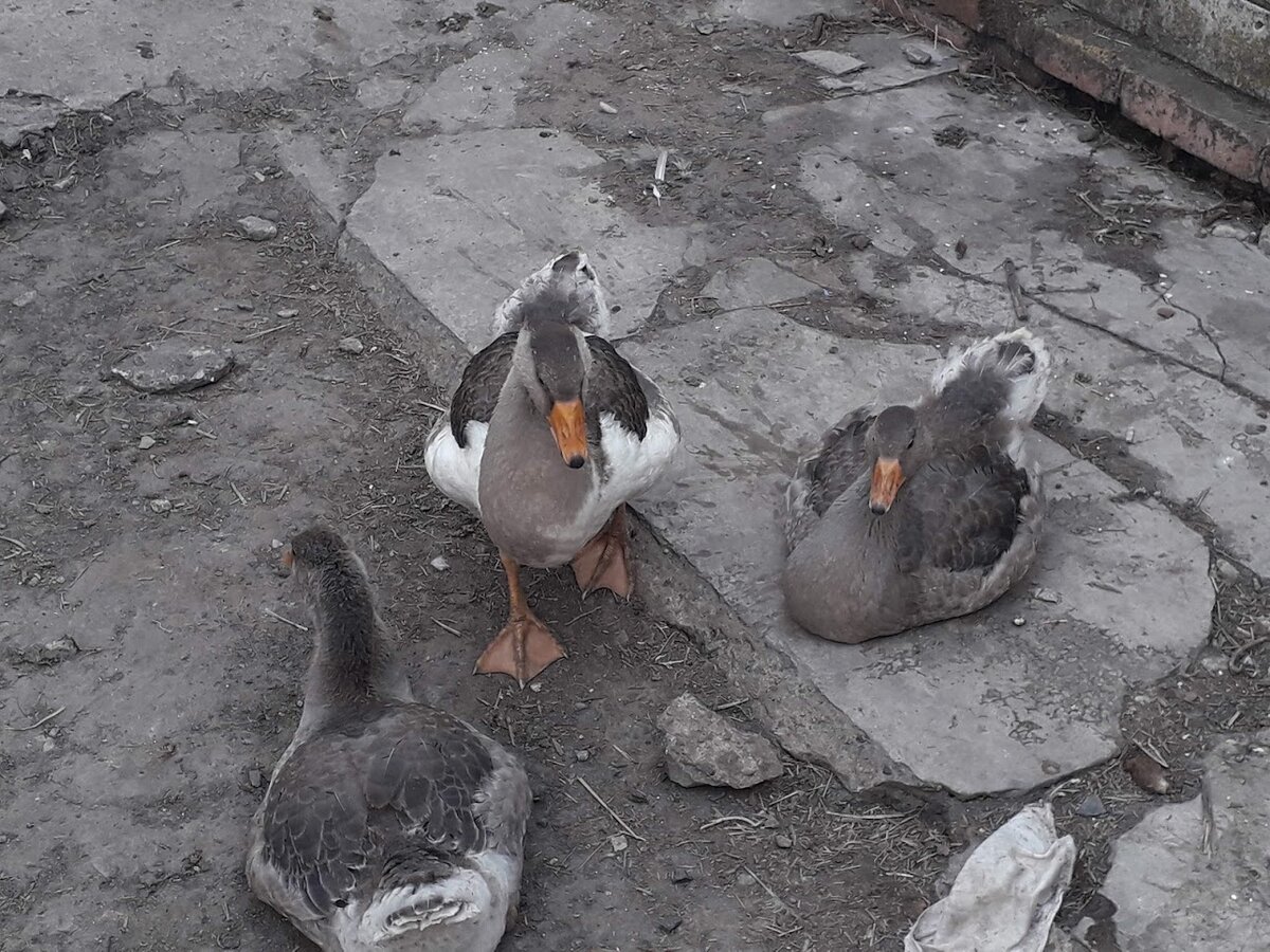 Жили у бабуси (гммм... ну ладно, пусть у довольно-таки молодой бабуси) три веселых гуся