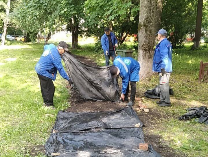 Дорожка в березу. Клумба на тротуаре. Солнечная дорога с человеком.