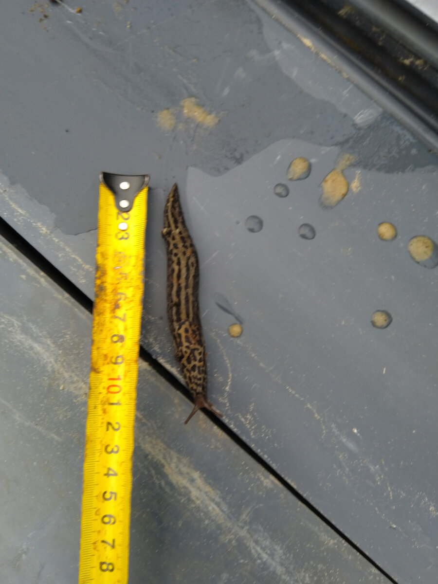 Не самый крупный, но весьма гадкий.