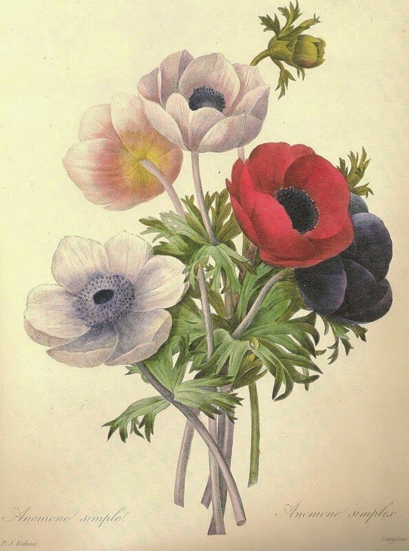 Anemone simplex. album Pierre-Joseph Redoute (1759-1841) 