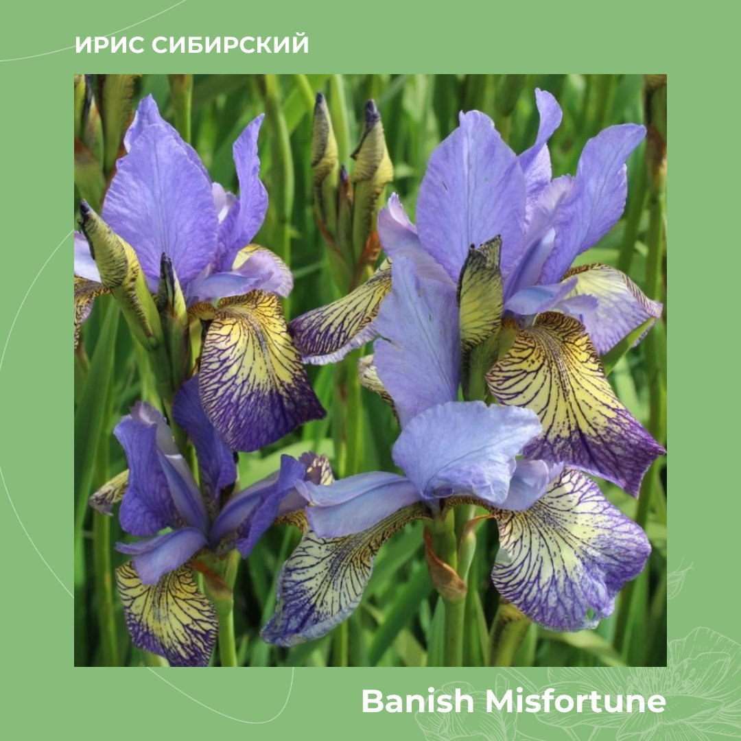 Ирис сибирский Banish Misfortune