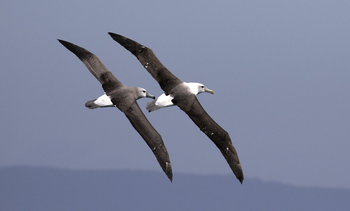 Семейная пара альбатросов.