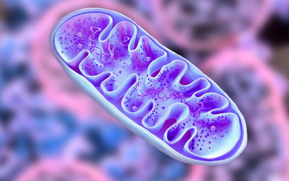Митохондрии: структура и функции