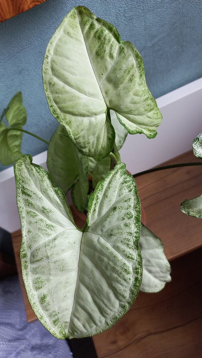 Листочки дома крупнее и расцветка - как будто это другой сорт!