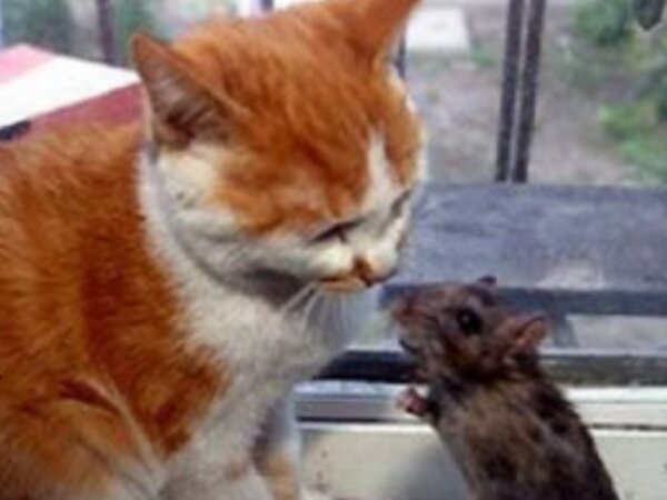 Кот - обманщик и Крысиный король. 