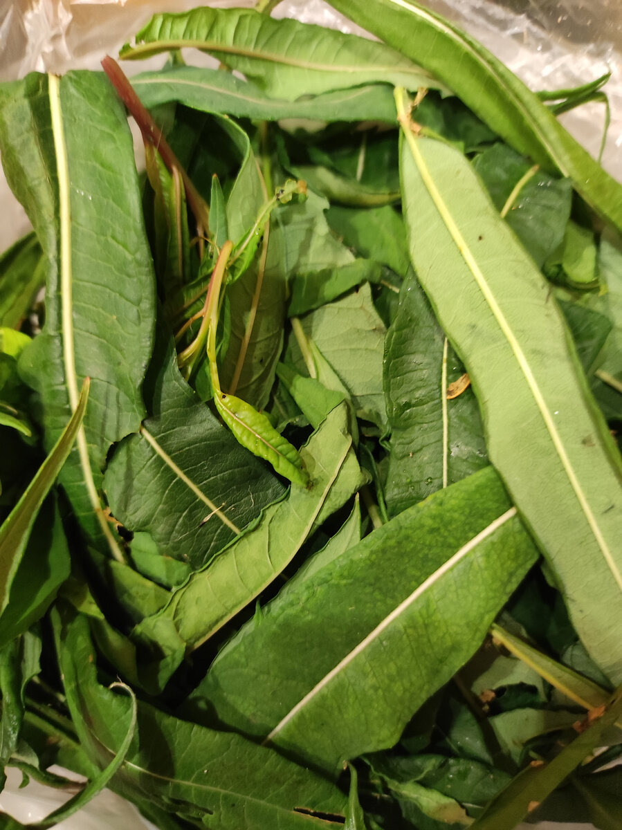 Фото автора, листья иван-чая, июнь 2022 года