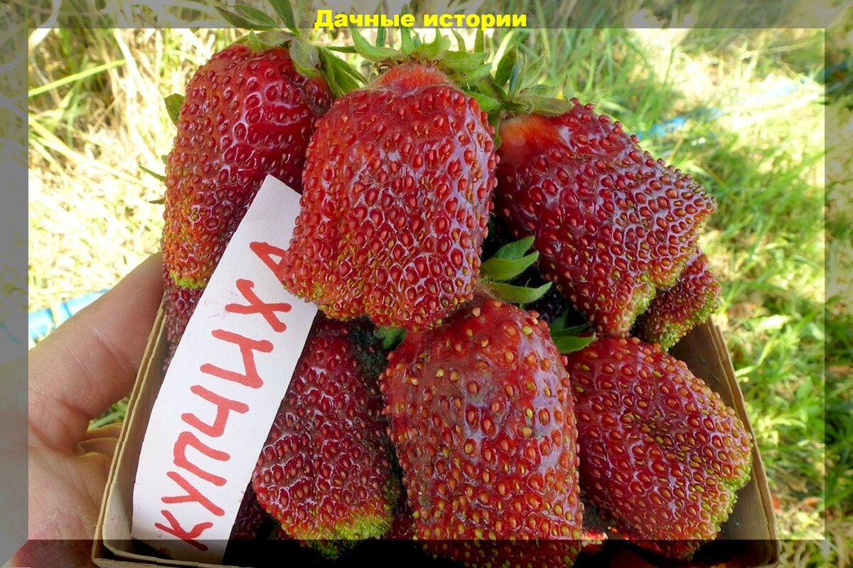 сорт клубники купчиха. клубника земклуника "купчиха". землекоубника купчиха. земклуника сорт купчиха. земклуника купчиха.