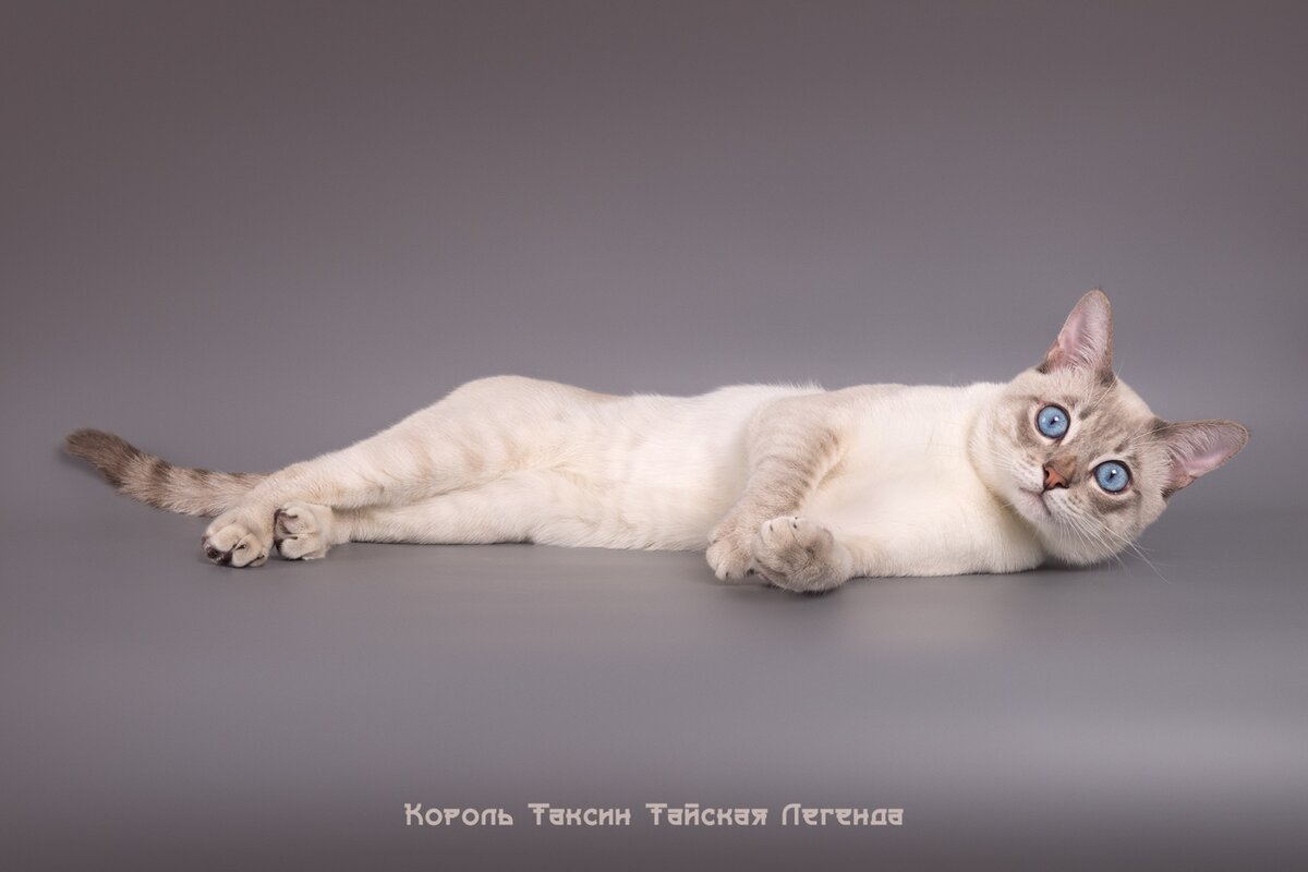 Окрасы тайских кошек: фото с описанием