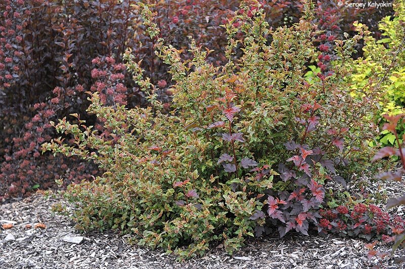 Пузыреплодник Chameleon