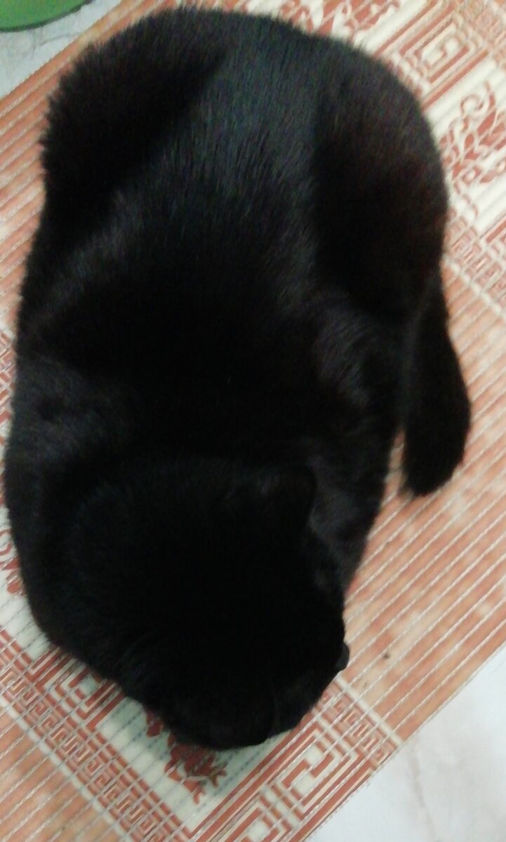 Пуся: "Сплю на новом месте, приснись, сосиска в тесте". Фото не по теме, но не удержалась:)