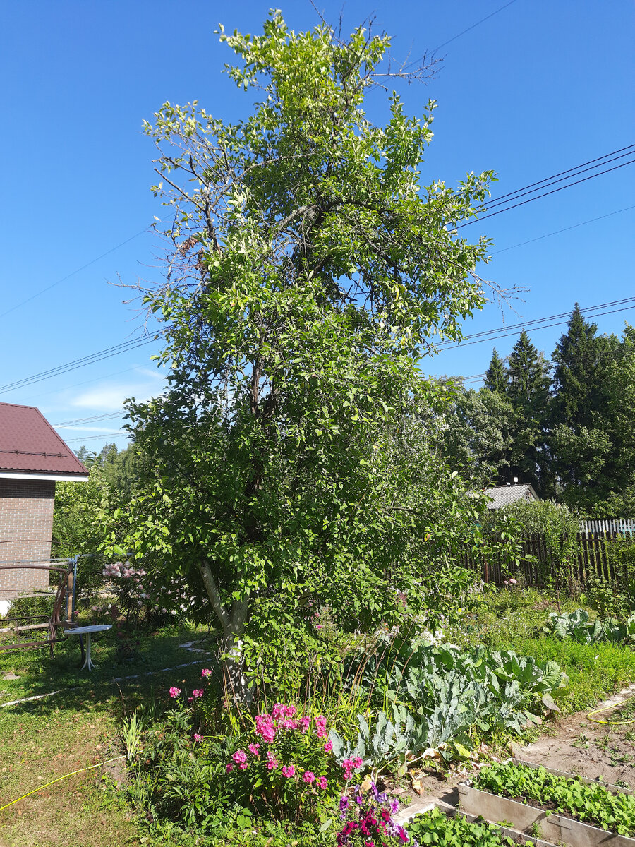 Вот такое дерево, как его обработать наверху от болезней и вредителей???