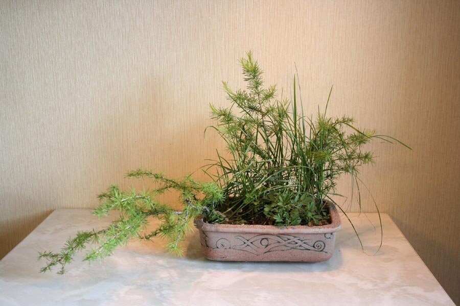 Лиственницы. Фото автора.