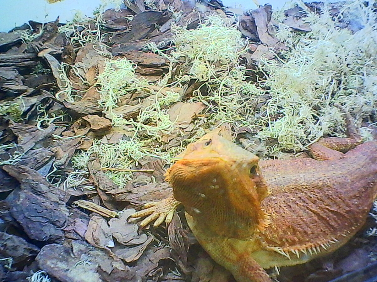 На Полюстровском рынке в Питере ( фото Автора).