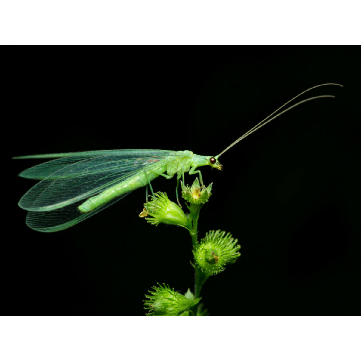 Изящные, очень красивые насекомые. Каждая дожившая до весны самка отложит до 1500 яиц. Каждая личинка может съесть 200-300 тлей. Фото с сайта petpop.cc