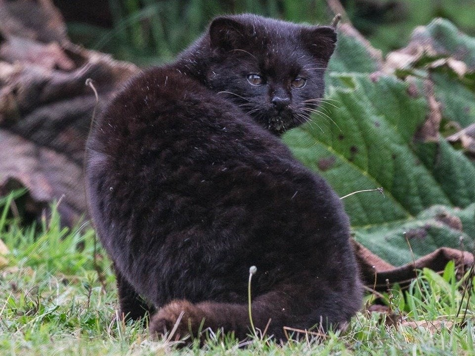 В популяции часто встречаются меланисты — особи с затемнённым, почти чёрным окрасом. Пятна на таких котах все равно сохраняются, и их хорошо видно при ярком свете.