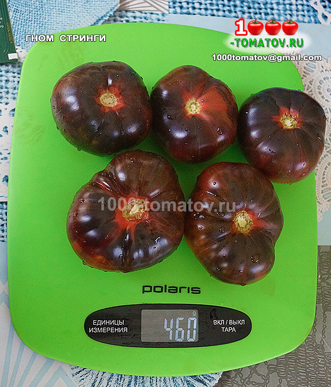 томат стринги характеристика. томат гном любовь одри. томат гном стринги мязина. томат гном стринги. томат гном стринги мязина.