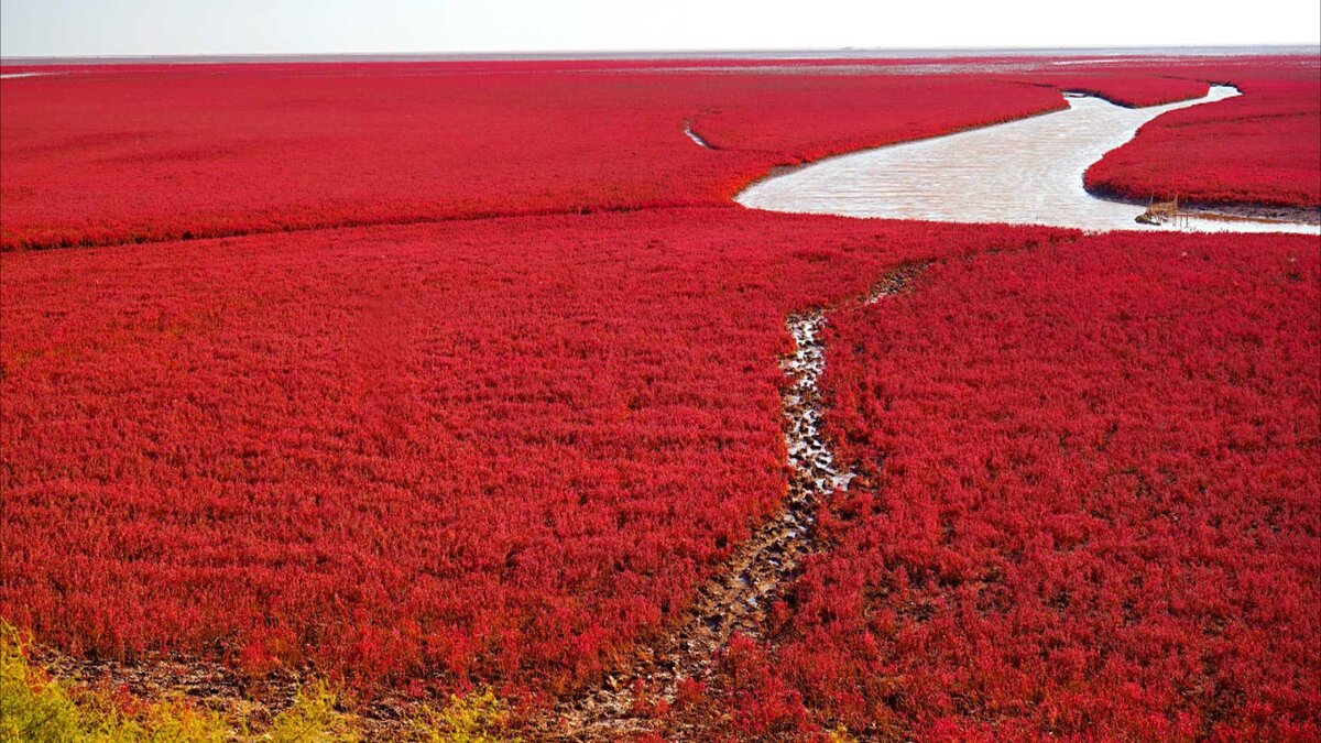 Красный пляж Паньцзинь в Китае