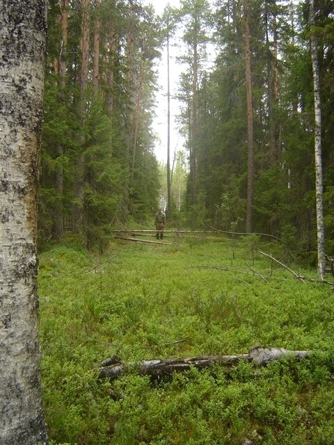 Дорога петра