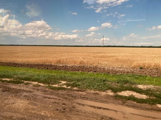     Поле. Фото: Сергей Климушев
