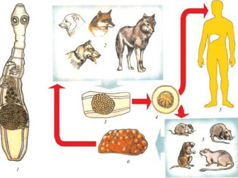 Схема заражения алвеококкозом печени 